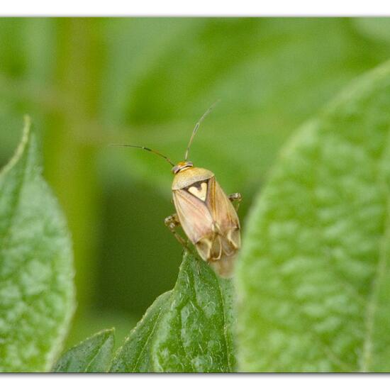 Gemeine Wiesenwanze: Tier im Habitat Gartenkultur in der NatureSpots App