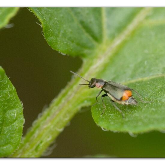 Zweifleckiger Zipfelkäfer: Tier im Habitat Gartenkultur in der NatureSpots App