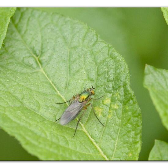 Dolichopus ungulatus: Tier im Habitat Gartenkultur in der NatureSpots App