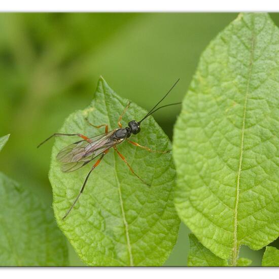 Helcon: Tier im Habitat Gartenkultur in der NatureSpots App