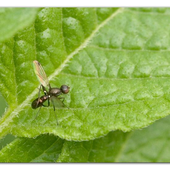 Nemopoda nitidula: Tier im Habitat Gartenkultur in der NatureSpots App