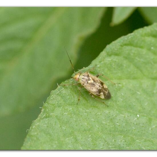 Lygus rugulipennis: Tier im Habitat Gartenkultur in der NatureSpots App