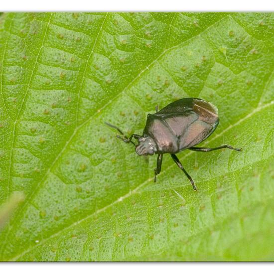 Zicrona caerulea: Tier im Habitat Gartenkultur in der NatureSpots App