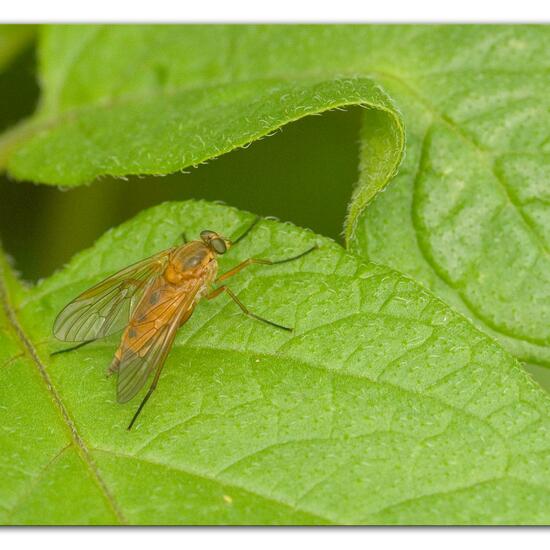 Rhagio tringarius: Tier im Habitat Gartenkultur in der NatureSpots App