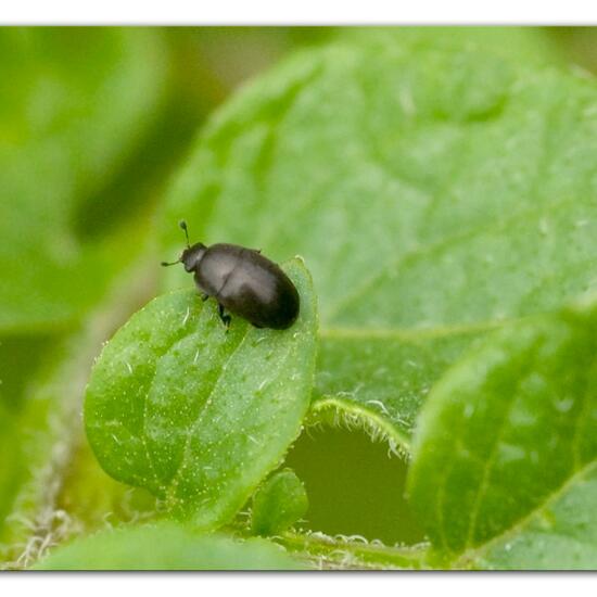 Käfer: Tier im Habitat Gartenkultur in der NatureSpots App