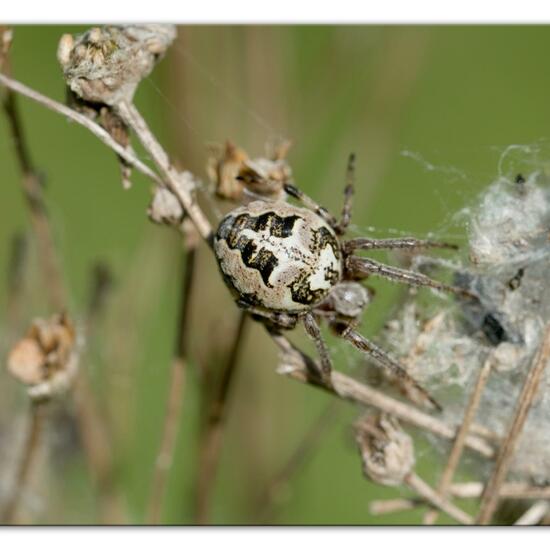 Schilfradspinne: Tier im Habitat Naturnahe Wiese in der NatureSpots App