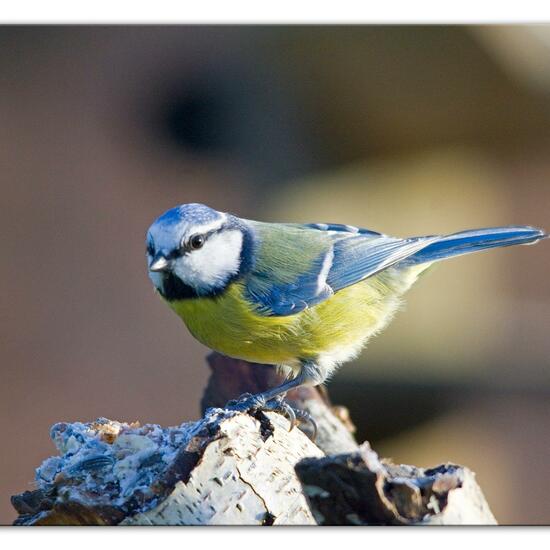 Blaumeise: Tier im Habitat Hinterhof in der NatureSpots App