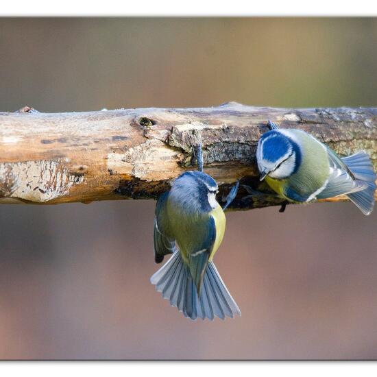 Blaumeise: Tier im Habitat Hinterhof in der NatureSpots App