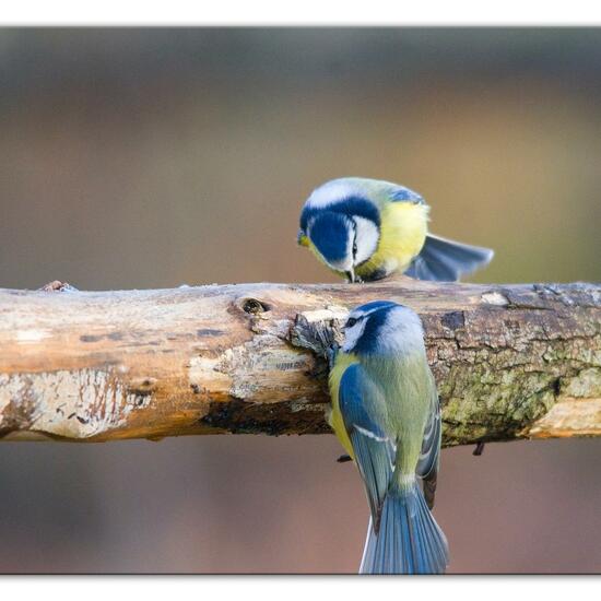 Blaumeise: Tier im Habitat Hinterhof in der NatureSpots App