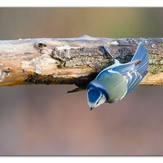 Blaumeise: Tier im Habitat Hinterhof in der NatureSpots App