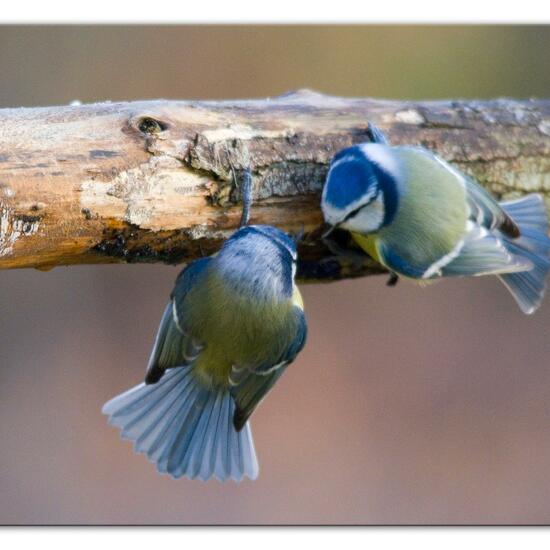 Blaumeise: Tier im Habitat Hinterhof in der NatureSpots App