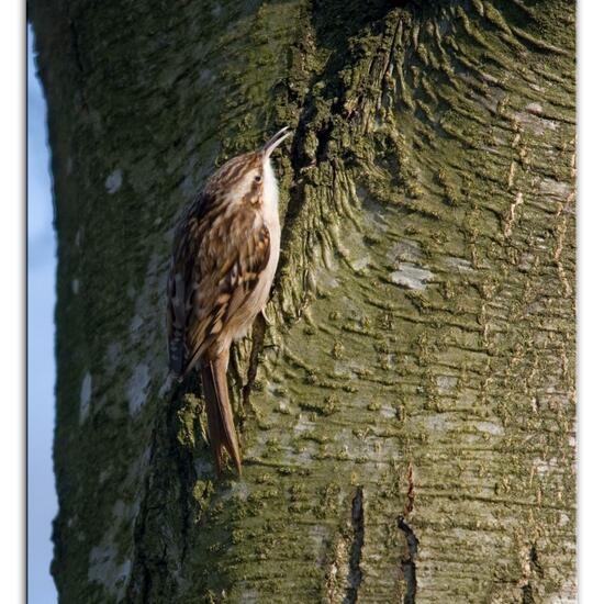 Gartenbaumläufer: Tier im Habitat Hinterhof in der NatureSpots App