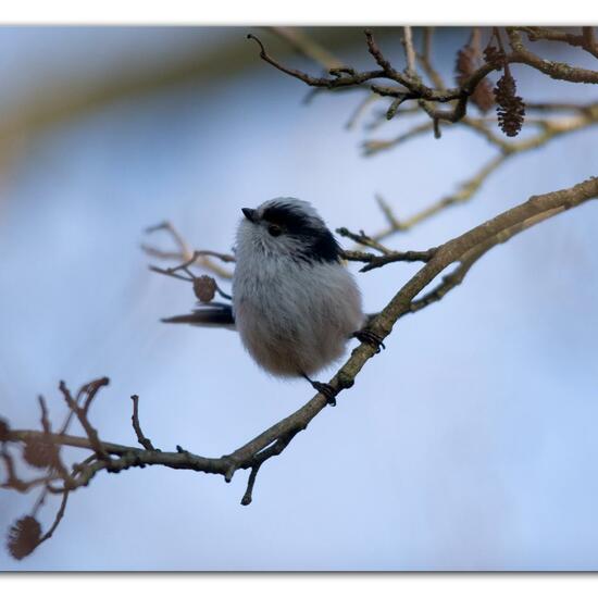 Schwanzmeise: Tier im Habitat Hinterhof in der NatureSpots App