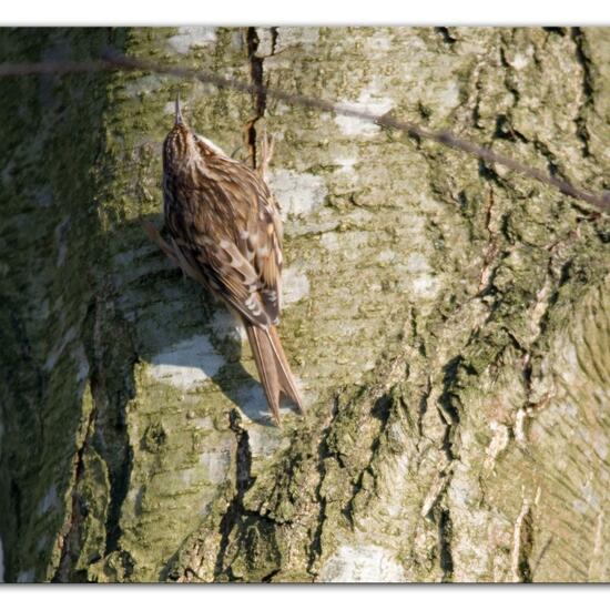 Gartenbaumläufer: Tier im Habitat Hinterhof in der NatureSpots App