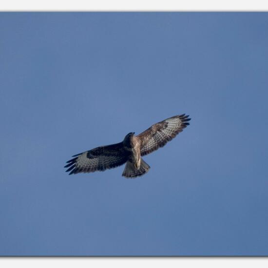 Mäusebussard: Tier im Habitat Wald in der NatureSpots App