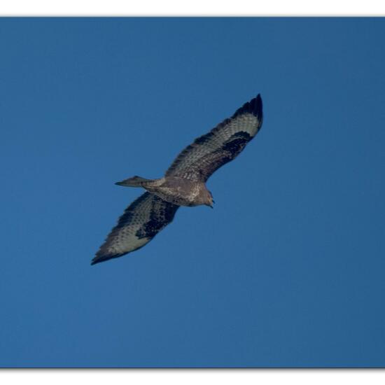 Mäusebussard: Tier im Habitat Wald in der NatureSpots App