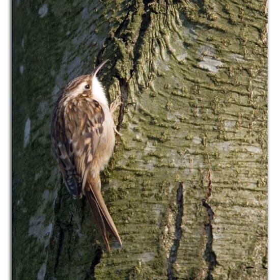 Gartenbaumläufer: Tier im Habitat Hinterhof in der NatureSpots App