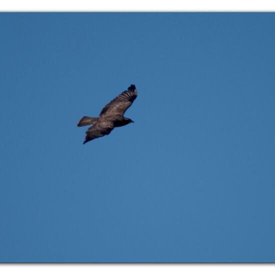 Mäusebussard: Tier im Habitat Wald in der NatureSpots App