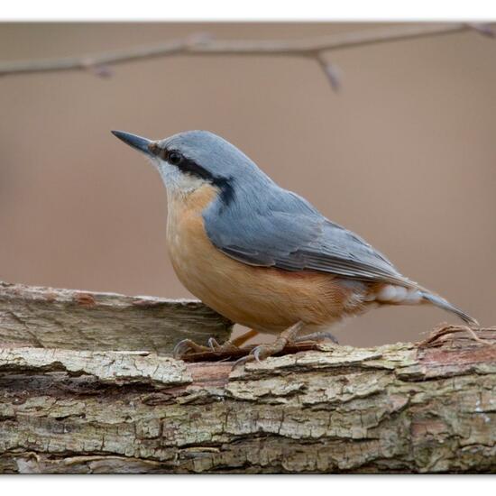 Kleiber: Tier in der Natur in der NatureSpots App