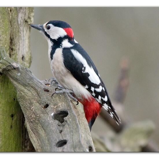 Great Spotted Woodpecker: Animal in nature in the NatureSpots App