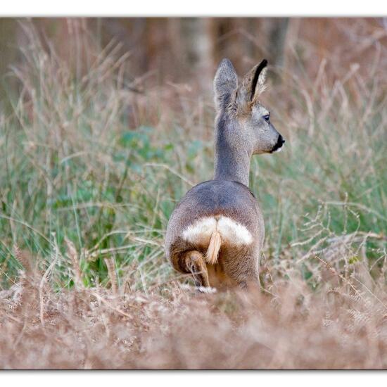 Reh: Tier im Habitat Hinterhof in der NatureSpots App