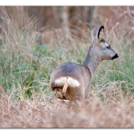 Reh: Tier im Habitat Hinterhof in der NatureSpots App