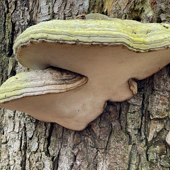 Fomes fomentarius: Mushroom in habitat Park in the NatureSpots App