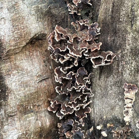 andere Art: Pilz im Habitat Park in der NatureSpots App