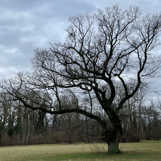 Quercus robur: Plant in habitat Park in the NatureSpots App