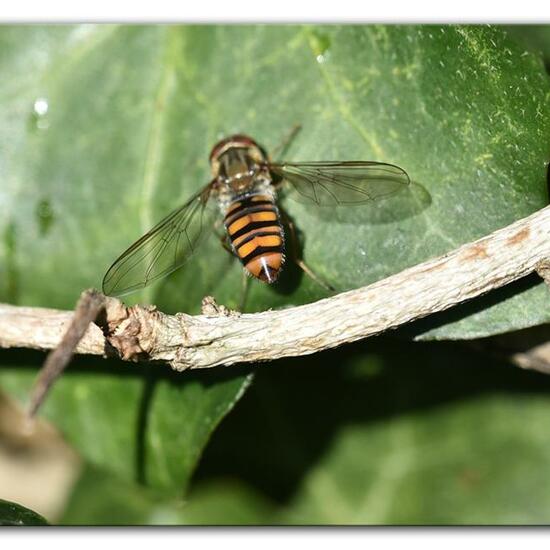 Hainschwebfliege: Tier im Habitat Garten in der NatureSpots App