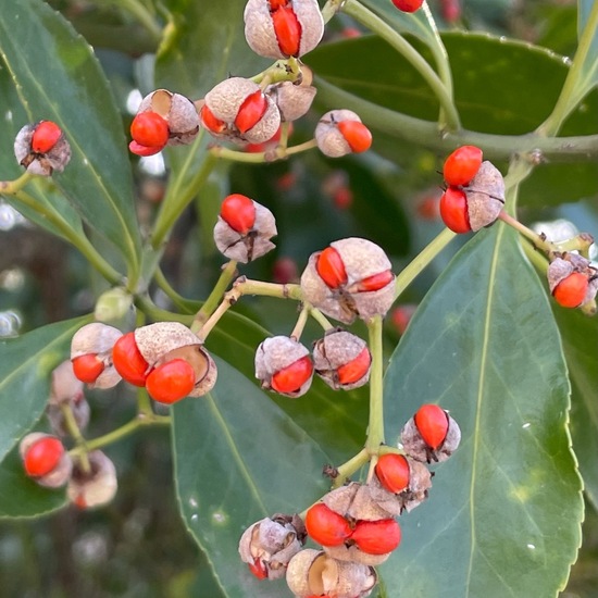 Euonymus japonicus: Pflanze im Habitat Anderes Stadthabitat in der NatureSpots App