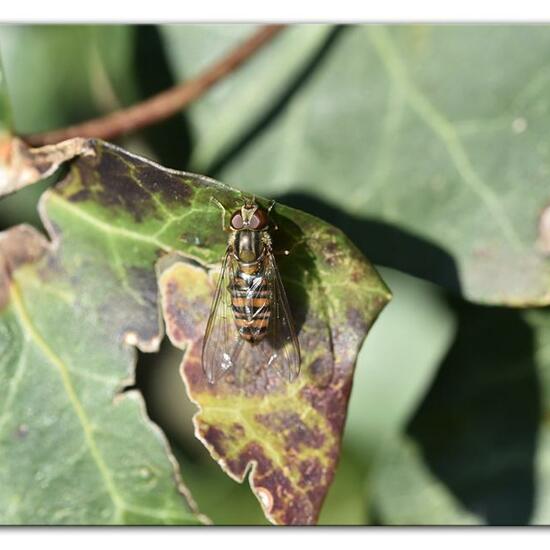 Hainschwebfliege: Tier im Habitat Garten in der NatureSpots App