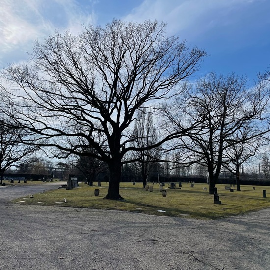 Stieleiche: Pflanze im Habitat Anderes Stadthabitat in der NatureSpots App