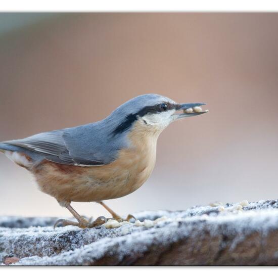 Kleiber: Tier im Habitat Hinterhof in der NatureSpots App