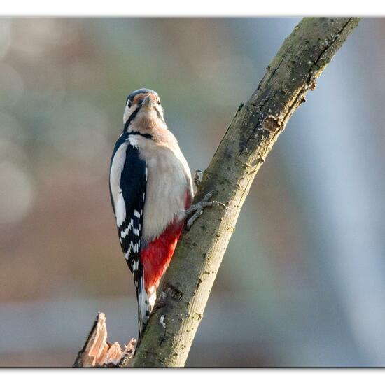 Buntspecht: Tier im Habitat Hinterhof in der NatureSpots App