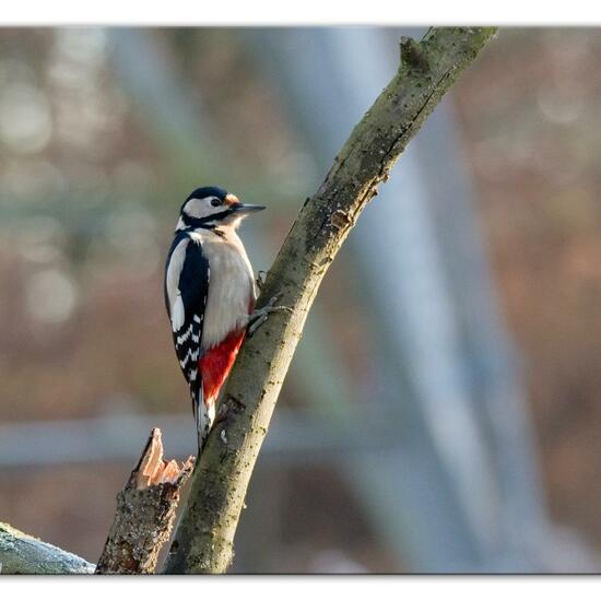 Buntspecht: Tier im Habitat Hinterhof in der NatureSpots App