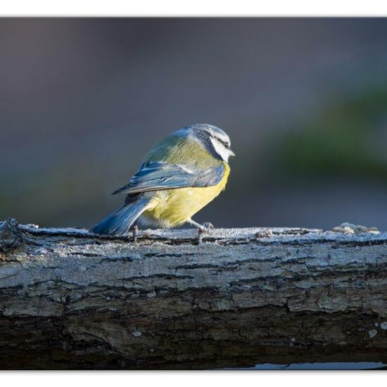 Blaumeise: Tier im Habitat Hinterhof in der NatureSpots App