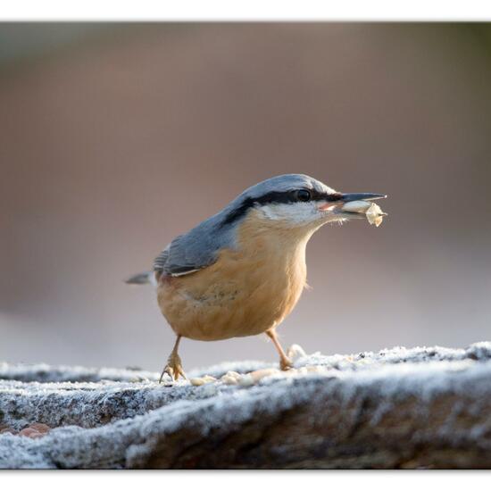 Kleiber: Tier im Habitat Hinterhof in der NatureSpots App