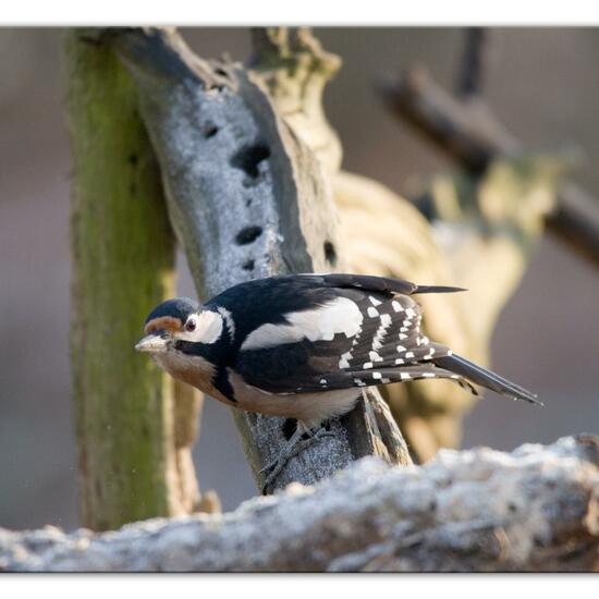 Buntspecht: Tier im Habitat Hinterhof in der NatureSpots App