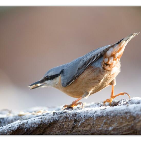 Kleiber: Tier im Habitat Hinterhof in der NatureSpots App