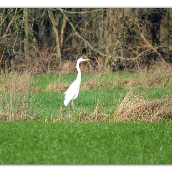 Silberreiher: Tier im Habitat Landwirtschaftliche Wiese in der NatureSpots App