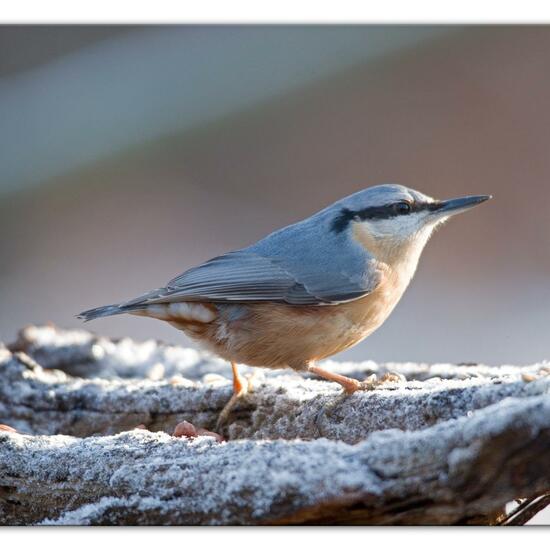 Kleiber: Tier im Habitat Hinterhof in der NatureSpots App