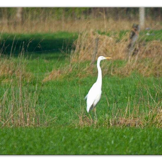 Silberreiher: Tier im Habitat Landwirtschaftliche Wiese in der NatureSpots App