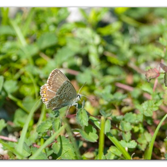 Polyommatus icarus: Animal in habitat Mountain meadows in the NatureSpots App
