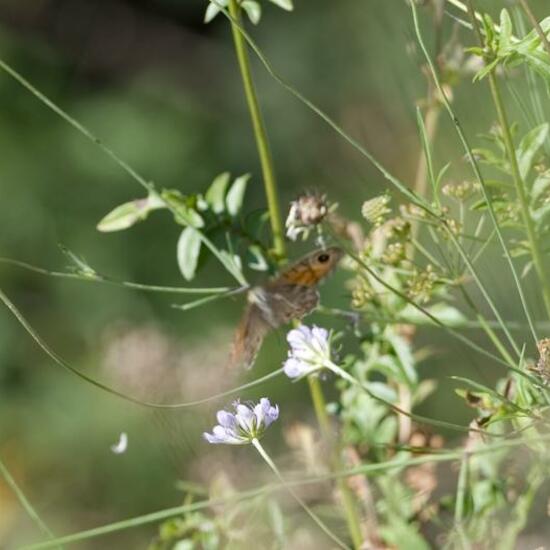 Lasiommata maera: Animal in habitat Mountain meadows in the NatureSpots App