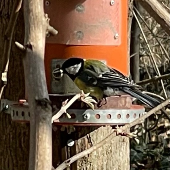 Great Tit: Animal in habitat Riparian forest in the NatureSpots App