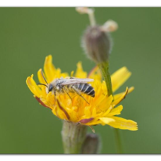 Eine unbekannte Art: Tier im Habitat Strasse/Verkehr in der NatureSpots App