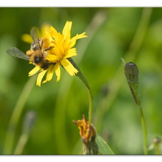 Eine unbekannte Art: Tier im Habitat Strasse/Verkehr in der NatureSpots App