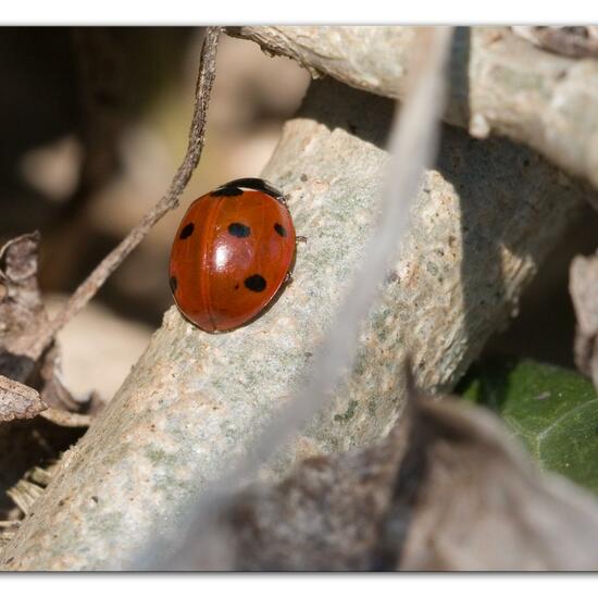 Siebenpunkt-Marienkäfer: Tier im Habitat Garten in der NatureSpots App