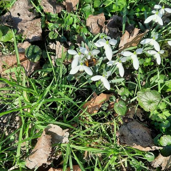 Dunkle Erdhummel: Tier im Habitat Hinterhof in der NatureSpots App